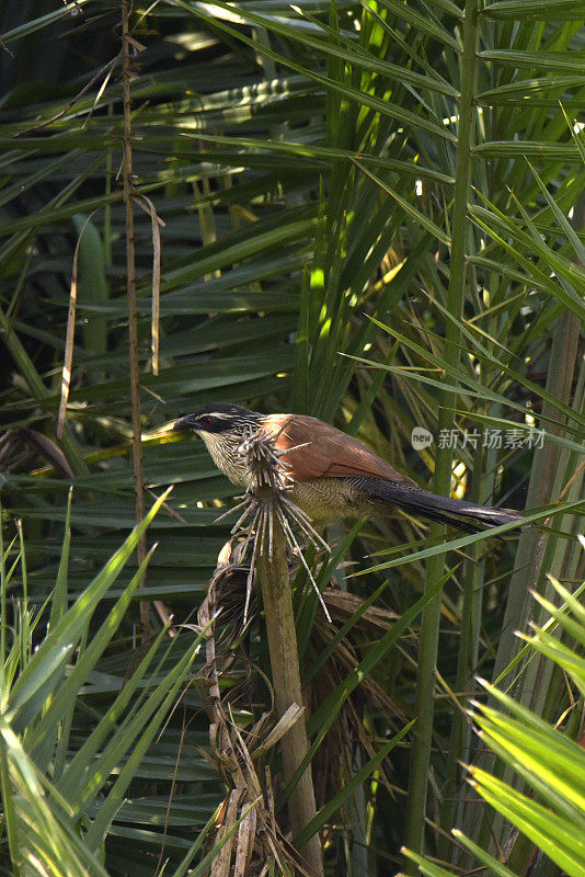 White-browed Coucal